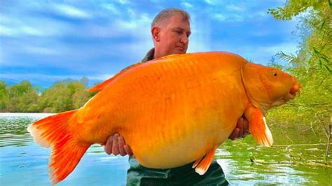 Au Bout De Sa Ligne Un Pêcheur Remonte Le Plus Gros Poisson Rouge Du