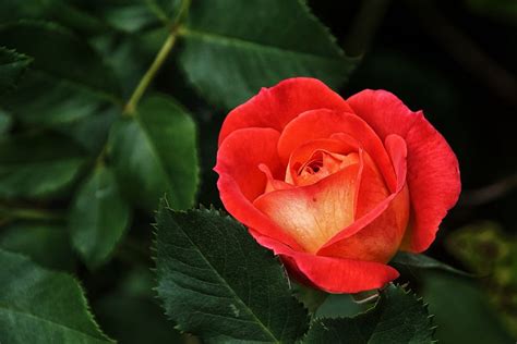 Rote Rose Foto And Bild Pflanzen Pilze And Flechten Blüten