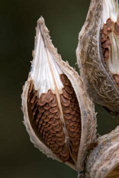 Indoor plants allow you to bring the natural beauty of all plants into your house, especially if take a look at the different indoor cactus types! Spines: Yucca Spines Poisonous