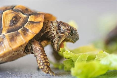 Plus de 400 enclos tortue de terre bebe 965217 - Imagesgratuitesuhn