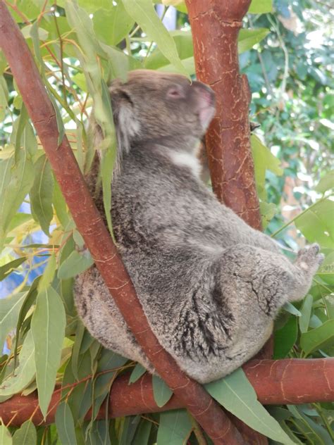 Sleeping Koala Cute Animals Koala Koala Bear
