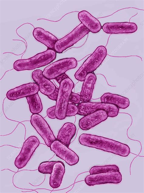 Legionella Pneumophila Stock Image C0214481 Science Photo Library