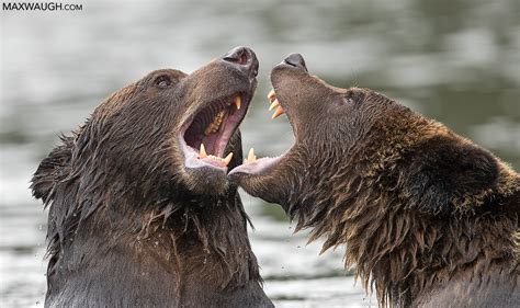 Grizzly Bear Fight