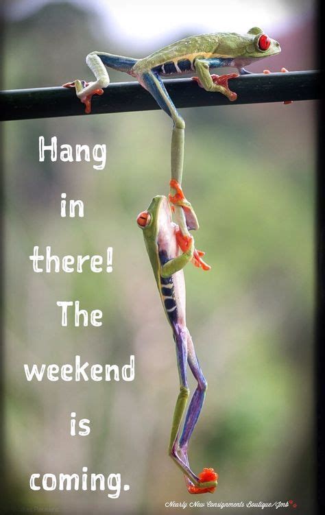 Wednesday Humor Hump Day Cute Animals Hang In There The Weekend