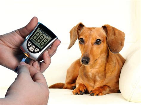What to know about sand flea bites, including treatment and prevention. How do I know if my cat has diabetes?