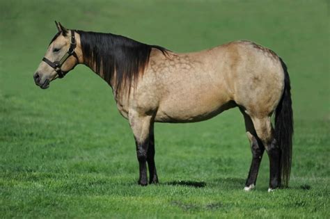 Horse lover art by csforest. Buckskin quarter horse quarter horses | Aqha horses ...