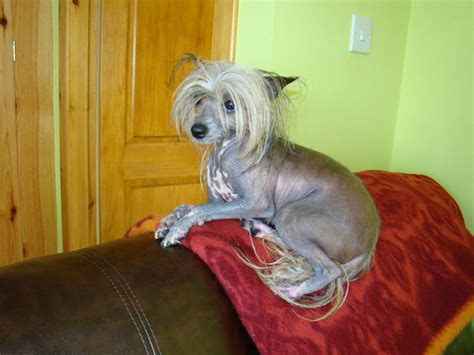 Find & download free graphic resources for chinese hairless crested dog. TRUE HAIRLESS CHINESE CRESTED GOOD PEDIGREE | Blackwood ...