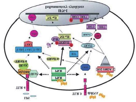 PKR Mediated Signaling Pathways In Addition To Its Central Role In