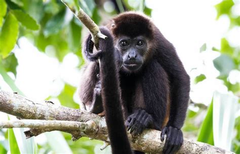 Rainforest Monkeys Of Ecuador Capuchins Howlers And Spider Monkeys