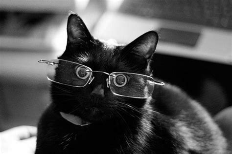 45 Cats Wearing Glasses Cat Wearing Glasses Cat Sunglasses Cute Cats