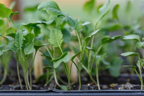 Growing Broccoli From Seeds Seedlings Or Cuttings Food Gardening