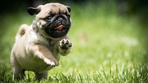 Pug Puppies Wallpapers Hd Wallpaper Collections 4kwallpaperwiki