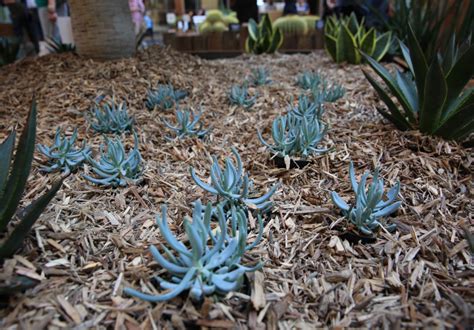 Pick Up A Free Drought Proof Succulent At Martin Place Tonight