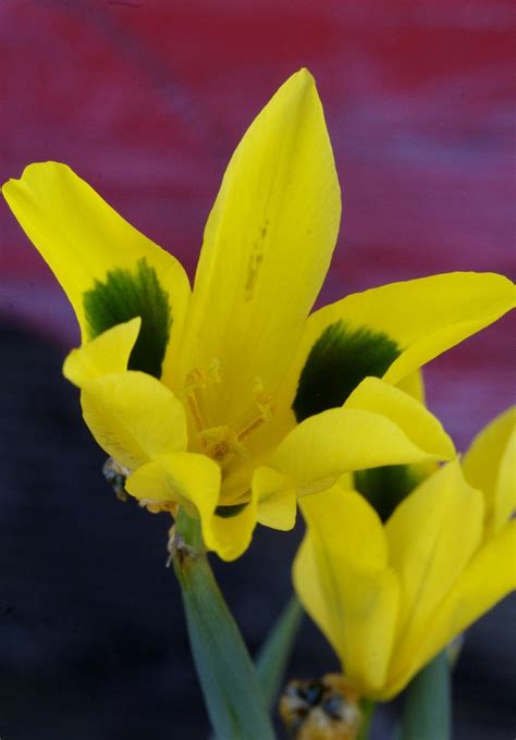 Moraea Elegans Annies Annuals And Perennials Flickr