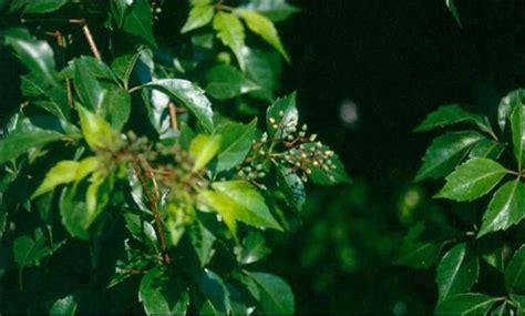 Hs926hs185 Identification Of Vine Weeds In Florida Citrus