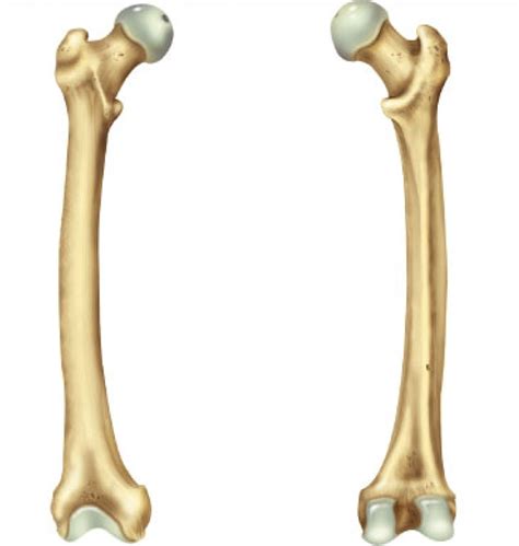 Femur Bone Anterior And Posterior View