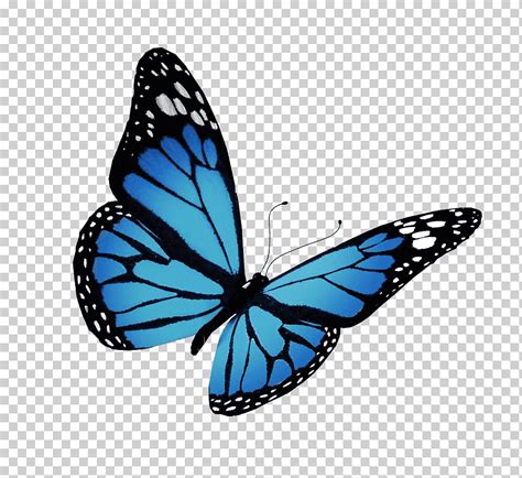 Mariposa Azul Negra Y Blanca Vuelo Mariposa Monarca Mariposa Azul Mariposa Patas De Pincel
