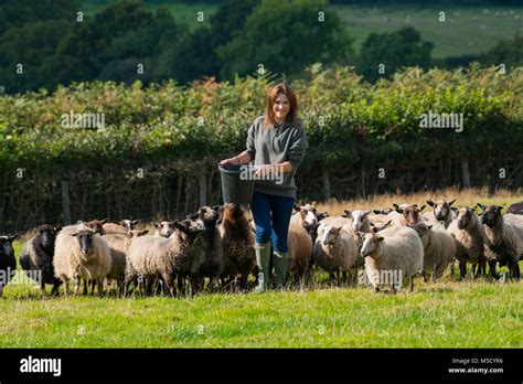 Farmer Becci Helm Feeding Shetland Sheep On A Farm In Shropshire