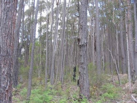 For Example Coniferous Forests Require More Thinning Than Deciduous