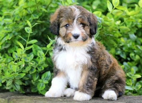 Australian Shepherd Cross Poodle For Sale Discount Sales