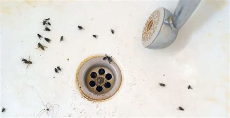 Why Are There Tiny Black Bugs In My Bathroom Artcomcrea