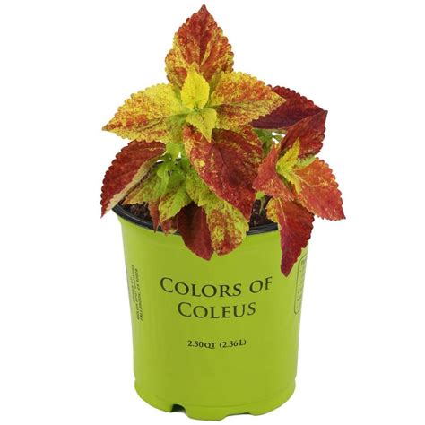 25 Quart No Flowers Coleus In Pot L3305 At