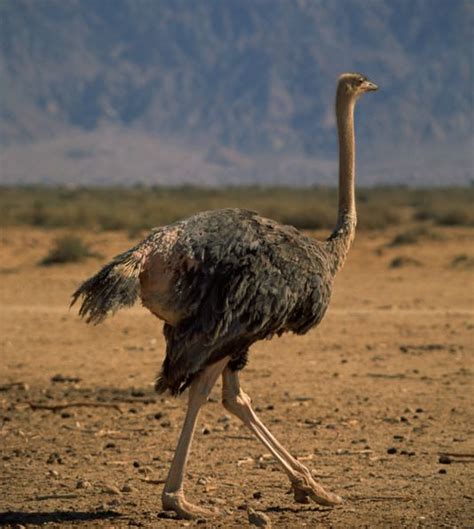 A Female Ostrich Can Determine Her Own Eggs Amongst Others In A