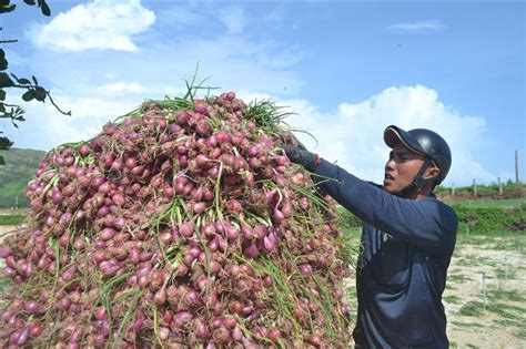 Ly Son Seeks Ways To Better Promote Onions Dtinews Dan Tri