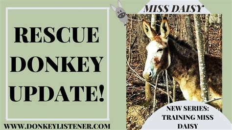 Rescue Donkey Update Miss Daisy Rehabilitation And Donkey Training