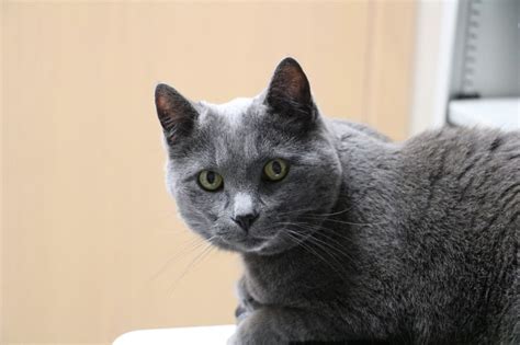 Archiviata la diffusa l'abitudine di moltiplicare per 7 l'età dei gatti per avere l'equivalente umano e. Le specifiche esigenze dei gatti anziani (che io adoro ...