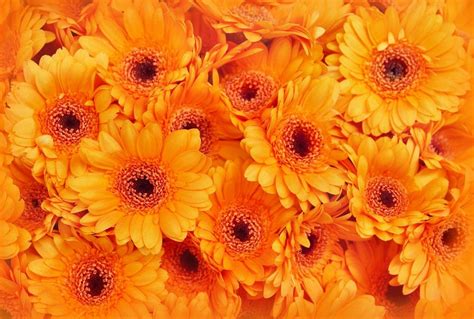 7 Vibrant Plants With Orange Flowers Uk