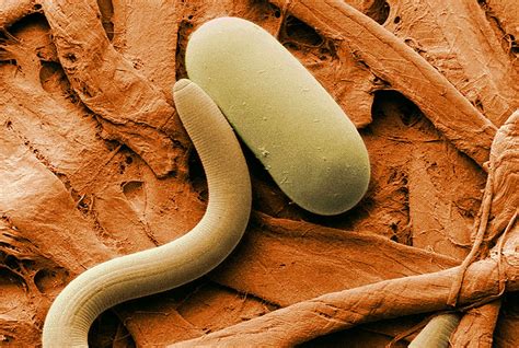 We Know Roundworms Inherit Knowledge Now Were Starting To Find Out
