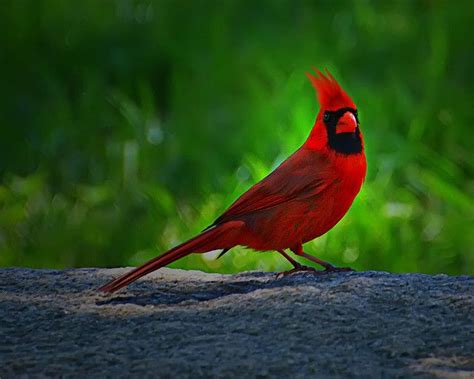 Virginia Cardinal Beautiful Birds State Birds West Virginia State Bird