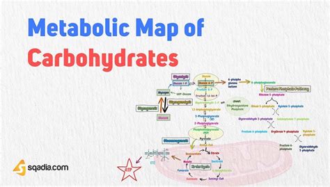 Metabolic Map Of Carbohydrates Cori Cycle Biochemistry Sqadia