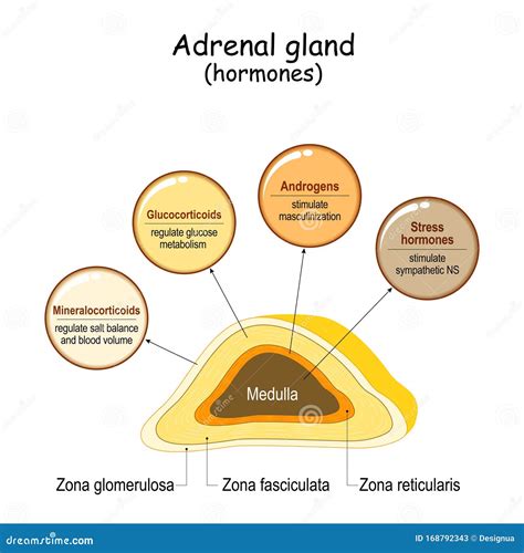 Hormones Of The Adrenal Gland Stock Vector Illustration Of Disease