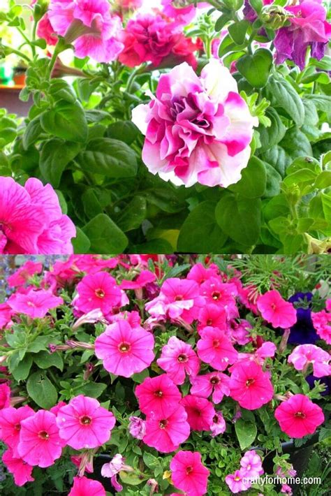There are many flowering trees in texas that can be used for residential and commercial landscaping. 15 Easy To Grow Annual Flowers From Seed
