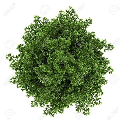 Architecture Tree Top View Png - Images | Amashusho