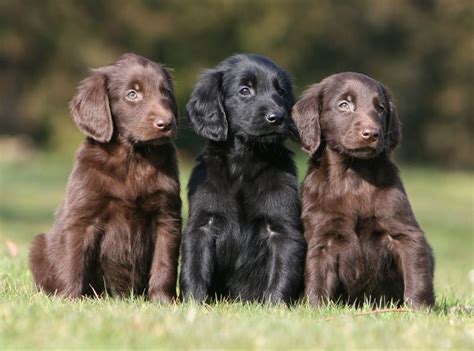 Flat Coated Retriever Puppies For Sale Scotland Puddingtocome