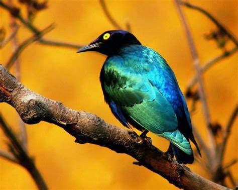 Top 10 Most Beautiful Birds In The World Most Beautiful Birds