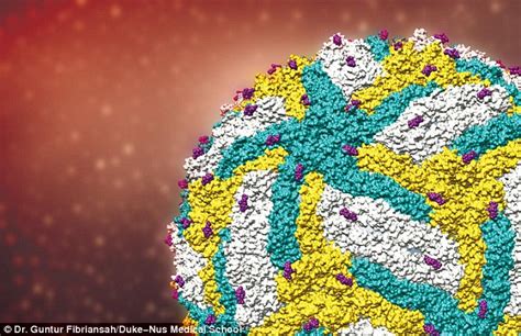 Zika Virus Sexual Transmission Theory Discovered At Duke Medical School Daily Mail Online