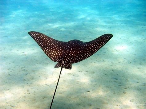 Aquatic Animals Wallpapers - Wallpaper Cave