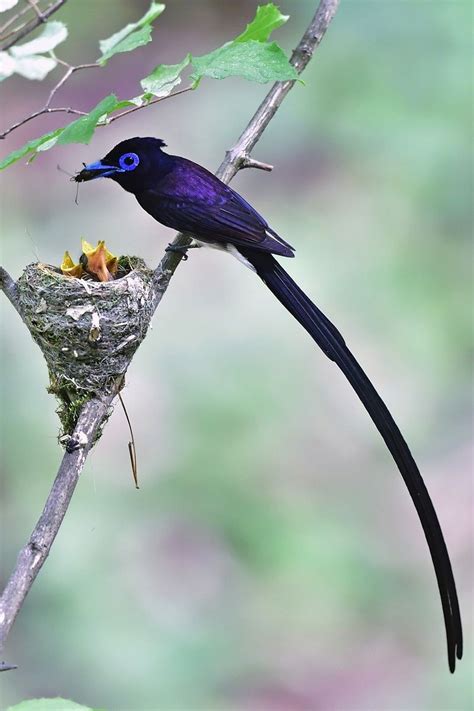 Japanese Paradise Flycatcher Pássaros Bonitos Aves Exóticas