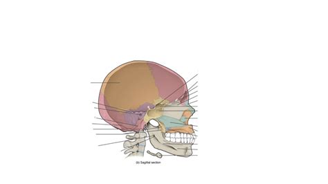 Sagittal Section Of Skull Diagram Quizlet