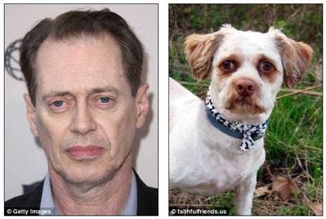 Celebrity Dog Lookalikes Celebrity Dogs Dogs Funny Dog Memes