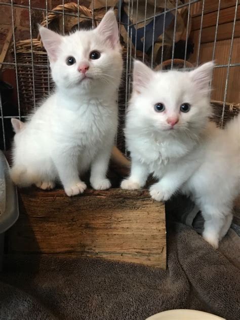 We did not find results for: Pure white fluffy kittens for sale | Chelmsford, Essex ...