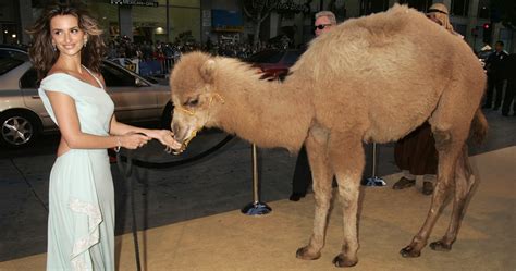 Worst Cases Of Celebrity Camel Toe