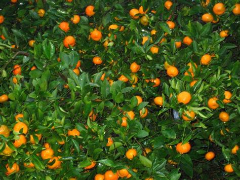 How to properly care for fruit trees. Growing Tangerines: Tips About Caring For Tangerine Trees