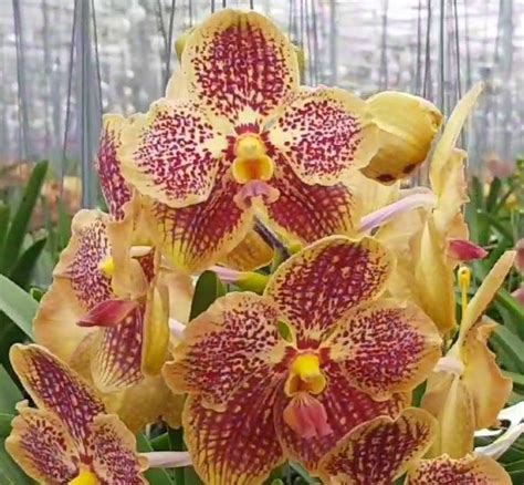Vanda Sunanda Retro Red Орхидеи
