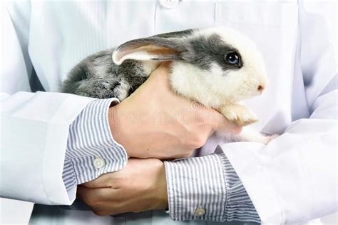 Rabbit And Veterinarian Doctor At Work In Vet Clini Stock Image Image