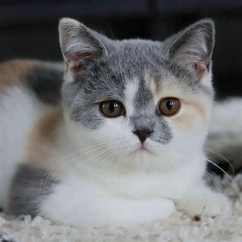 Are British Shorthair Cats Expensive Detailed Guide Mymoggy